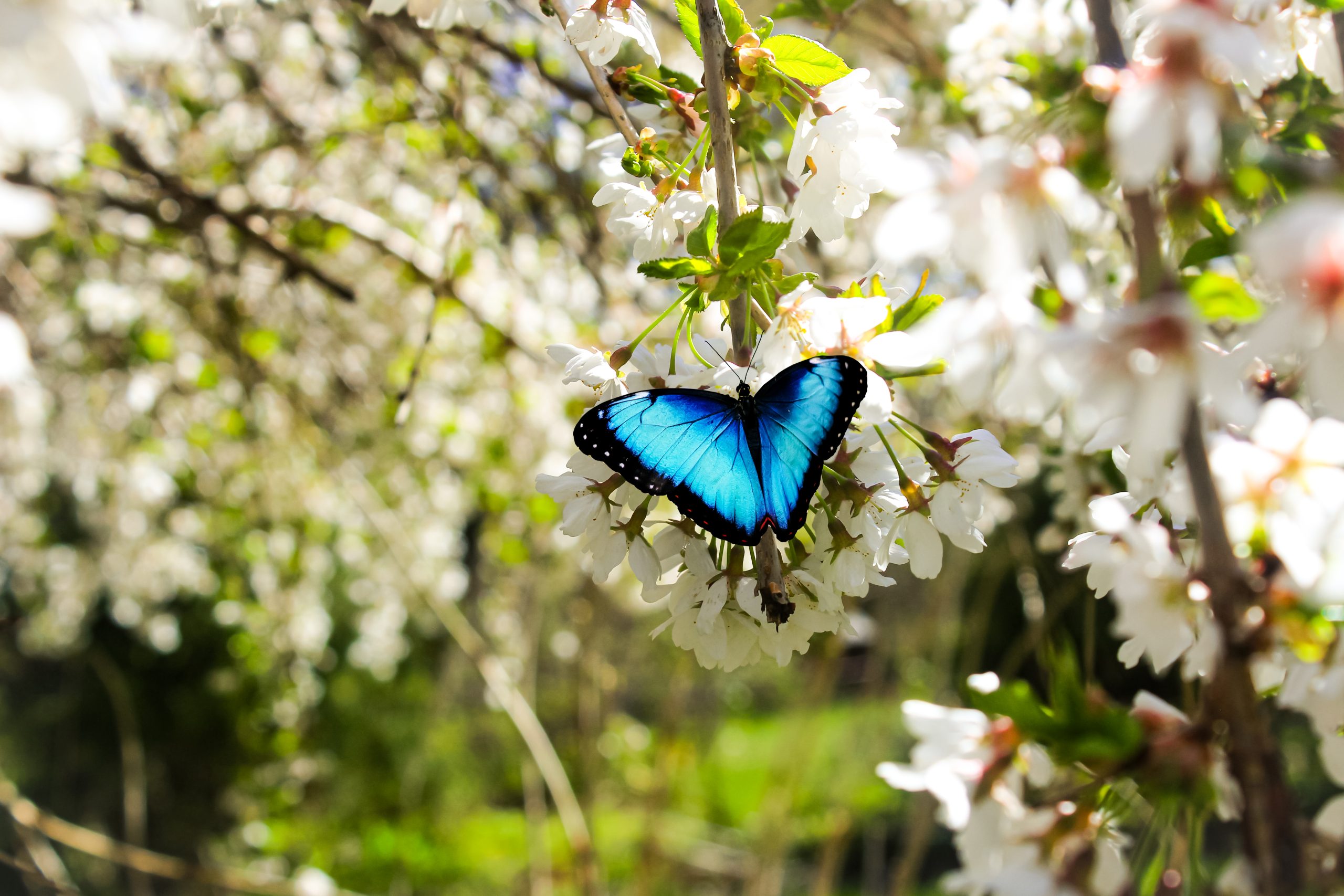 a butterfly lading on top of a blooming tree
